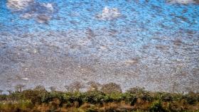 В России в 2025 году не наблюдалось массового распространения саранчовых 